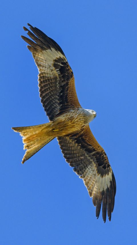 Download wallpaper 2160x3840 kite, bird, flight, sky, wildlife samsung galaxy s4, s5, note, sony xperia z, z1, z2, z3, htc one, lenovo vibe hd background