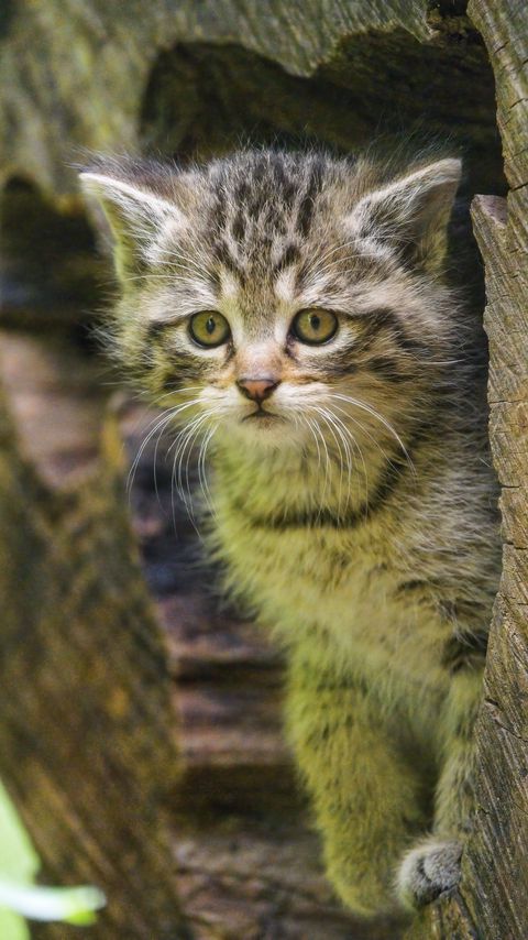 Download wallpaper 2160x3840 kitten, animal, cute, wildlife samsung galaxy s4, s5, note, sony xperia z, z1, z2, z3, htc one, lenovo vibe hd background