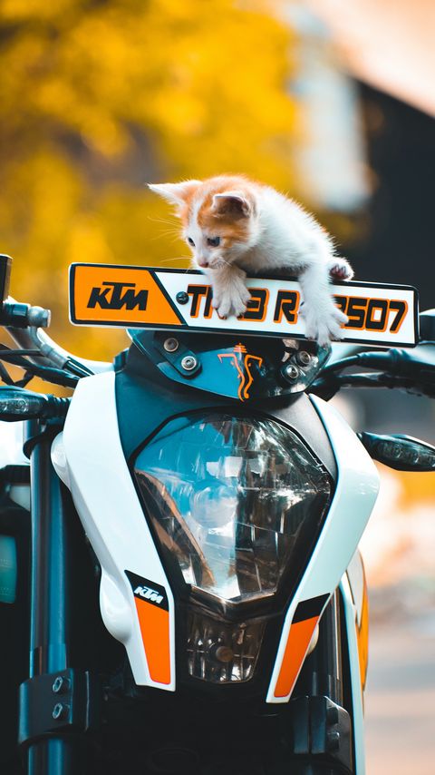 Download wallpaper 2160x3840 kitten, cat, motorcycle, bike, ktm samsung galaxy s4, s5, note, sony xperia z, z1, z2, z3, htc one, lenovo vibe hd background