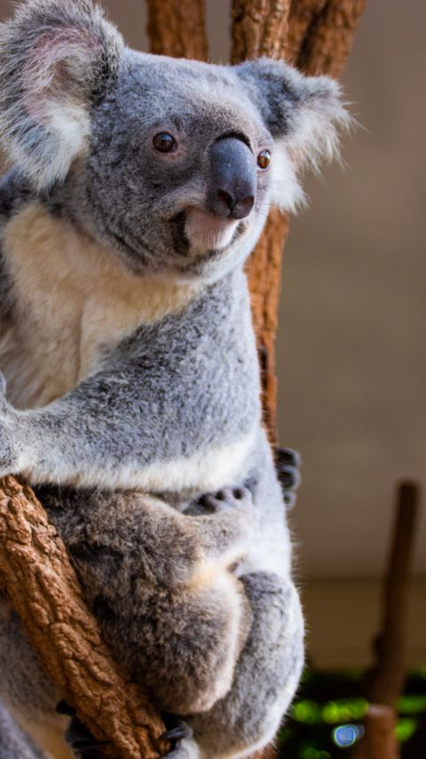 Download wallpaper 2160x3840 koala, animal, glance, branches samsung galaxy s4, s5, note, sony xperia z, z1, z2, z3, htc one, lenovo vibe hd background