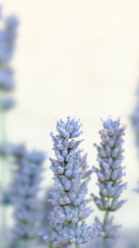 Download wallpaper 2160x3840 lavender, flowers, plant, macro, blue, white samsung galaxy s4, s5, note, sony xperia z, z1, z2, z3, htc one, lenovo vibe hd background