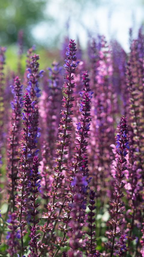 Download wallpaper 2160x3840 lavender, flowers, plant, field, purple, macro samsung galaxy s4, s5, note, sony xperia z, z1, z2, z3, htc one, lenovo vibe hd background