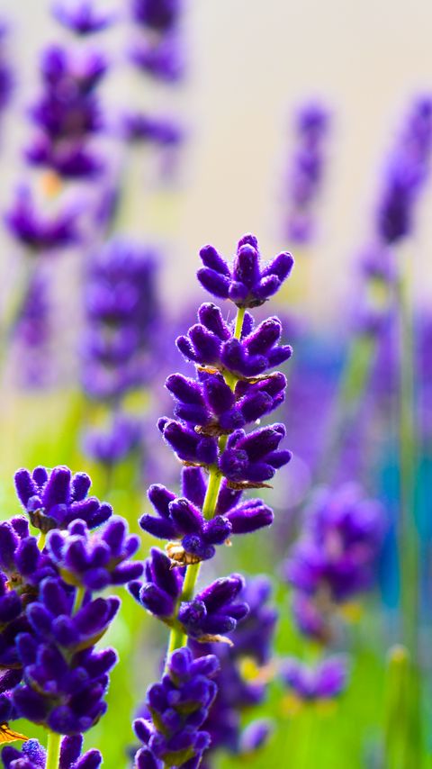 Download wallpaper 2160x3840 lavender, flowers, plants, purple, macro samsung galaxy s4, s5, note, sony xperia z, z1, z2, z3, htc one, lenovo vibe hd background