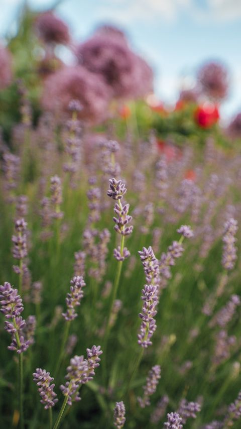 Download wallpaper 2160x3840 lavender, flowers, plants, macro samsung galaxy s4, s5, note, sony xperia z, z1, z2, z3, htc one, lenovo vibe hd background