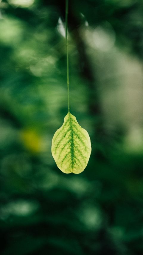 Download wallpaper 2160x3840 leaf, blur, macro, green samsung galaxy s4, s5, note, sony xperia z, z1, z2, z3, htc one, lenovo vibe hd background