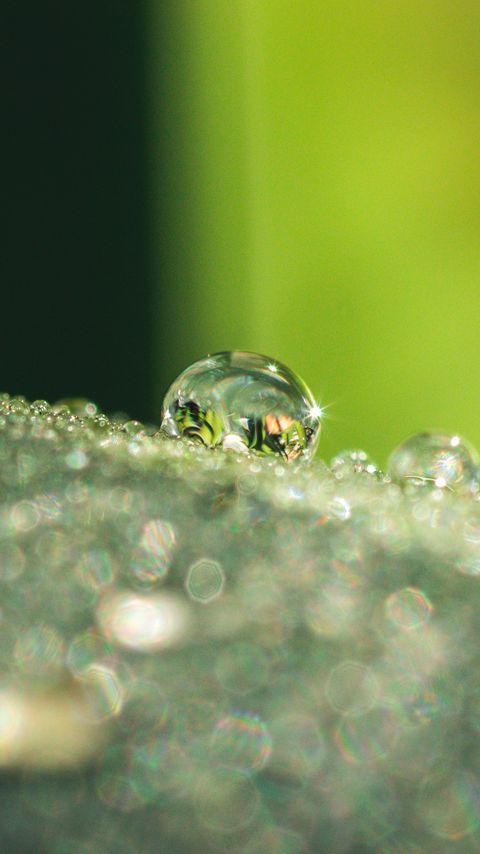 Download wallpaper 2160x3840 leaf, dew, drops, glare, macro samsung galaxy s4, s5, note, sony xperia z, z1, z2, z3, htc one, lenovo vibe hd background