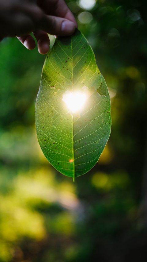 Download wallpaper 2160x3840 leaf, heart, light, macro samsung galaxy s4, s5, note, sony xperia z, z1, z2, z3, htc one, lenovo vibe hd background