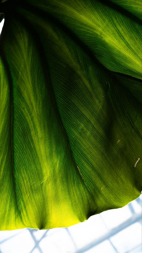 Download wallpaper 2160x3840 leaf, macro, surface, green, plant samsung galaxy s4, s5, note, sony xperia z, z1, z2, z3, htc one, lenovo vibe hd background