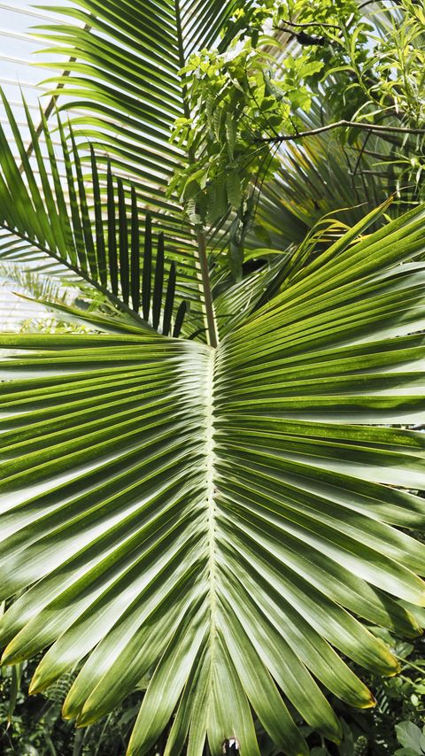 Download wallpaper 2160x3840 leaf, palm, plants, green, macro samsung galaxy s4, s5, note, sony xperia z, z1, z2, z3, htc one, lenovo vibe hd background