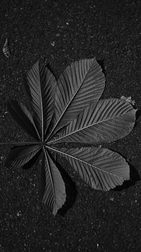 Download wallpaper 2160x3840 leaf, veins, asphalt, macro, black and white, black samsung galaxy s4, s5, note, sony xperia z, z1, z2, z3, htc one, lenovo vibe hd background