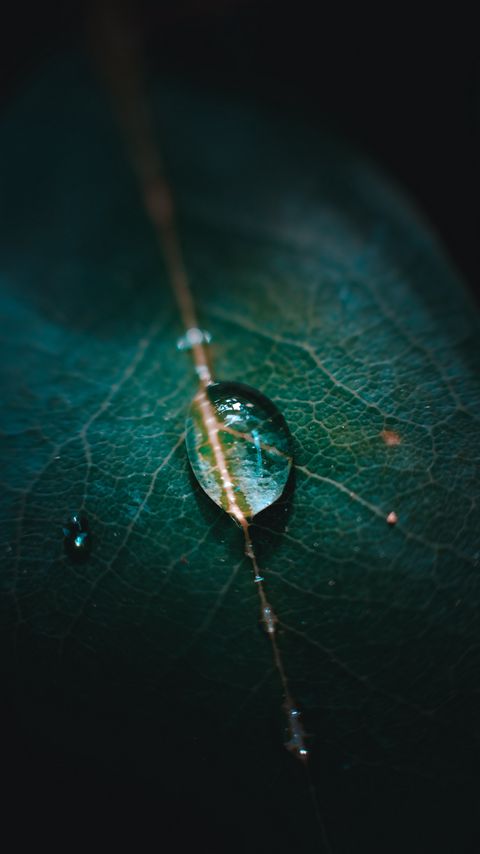 Download wallpaper 2160x3840 leaf, veins, drops, macro, green samsung galaxy s4, s5, note, sony xperia z, z1, z2, z3, htc one, lenovo vibe hd background