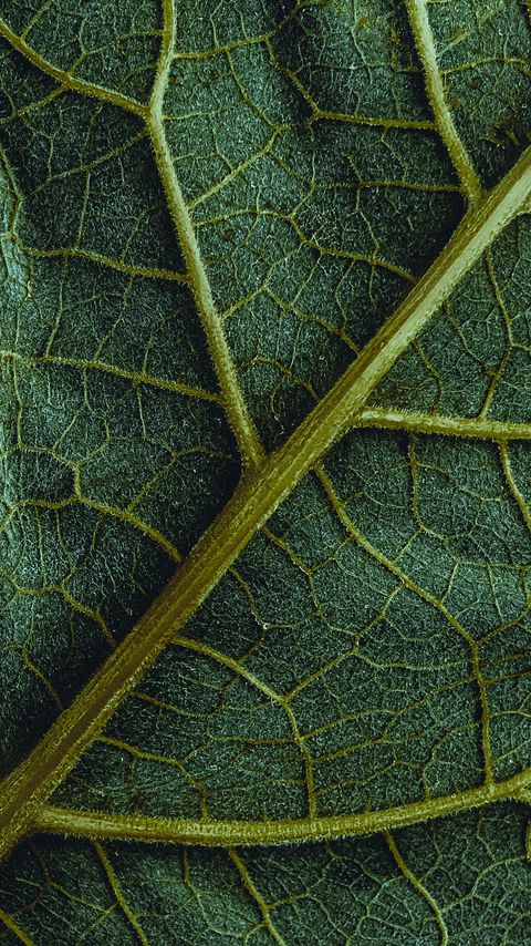 Download wallpaper 2160x3840 leaf, veins, macro, surface, structure, green samsung galaxy s4, s5, note, sony xperia z, z1, z2, z3, htc one, lenovo vibe hd background