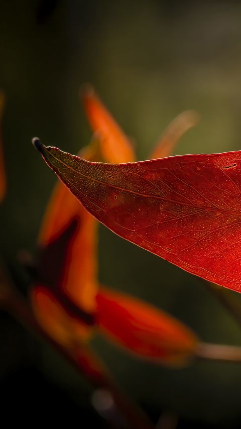 Download wallpaper 2160x3840 leaf, veins, macro, red samsung galaxy s4, s5, note, sony xperia z, z1, z2, z3, htc one, lenovo vibe hd background