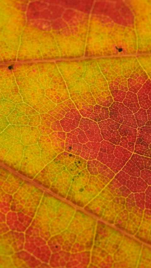 Download wallpaper 2160x3840 leaf, veins, yellow, orange, macro samsung galaxy s4, s5, note, sony xperia z, z1, z2, z3, htc one, lenovo vibe hd background