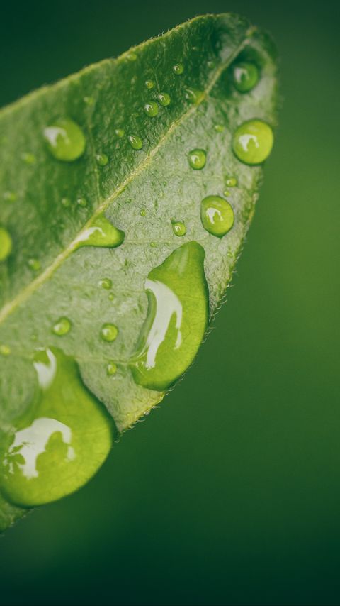 Download wallpaper 2160x3840 leaf, water, drops, wet, macro, green samsung galaxy s4, s5, note, sony xperia z, z1, z2, z3, htc one, lenovo vibe hd background