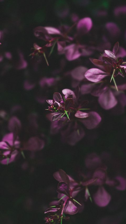 Download wallpaper 2160x3840 leaves, branches, purple, macro samsung galaxy s4, s5, note, sony xperia z, z1, z2, z3, htc one, lenovo vibe hd background