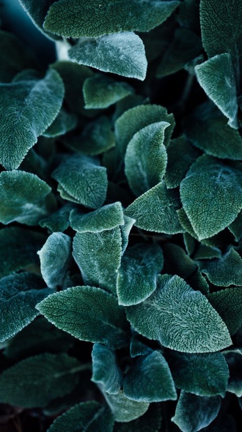 Download wallpaper 2160x3840 leaves, plant, green, fluffy, macro samsung galaxy s4, s5, note, sony xperia z, z1, z2, z3, htc one, lenovo vibe hd background