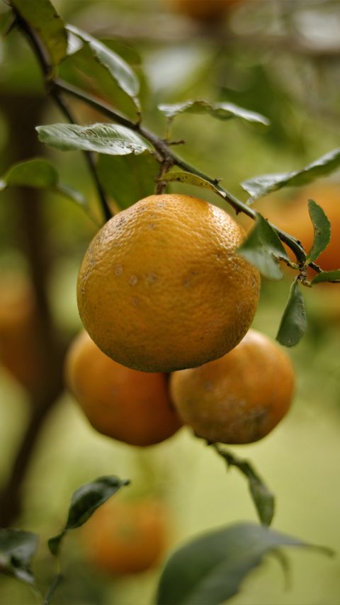 Download wallpaper 2160x3840 lemons, fruits, citrus, branches, leaves, macro samsung galaxy s4, s5, note, sony xperia z, z1, z2, z3, htc one, lenovo vibe hd background