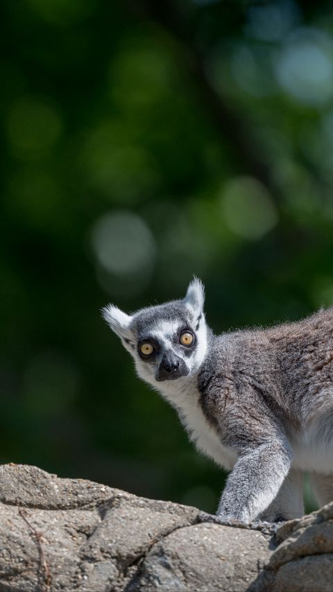 Download wallpaper 2160x3840 lemur, animal, glance, funny samsung galaxy s4, s5, note, sony xperia z, z1, z2, z3, htc one, lenovo vibe hd background