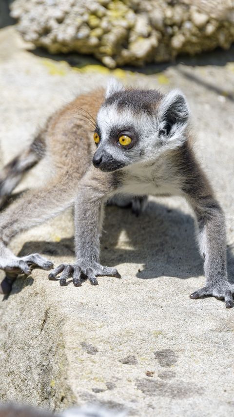 Download wallpaper 2160x3840 lemur, cub, glance, cute, cool samsung galaxy s4, s5, note, sony xperia z, z1, z2, z3, htc one, lenovo vibe hd background