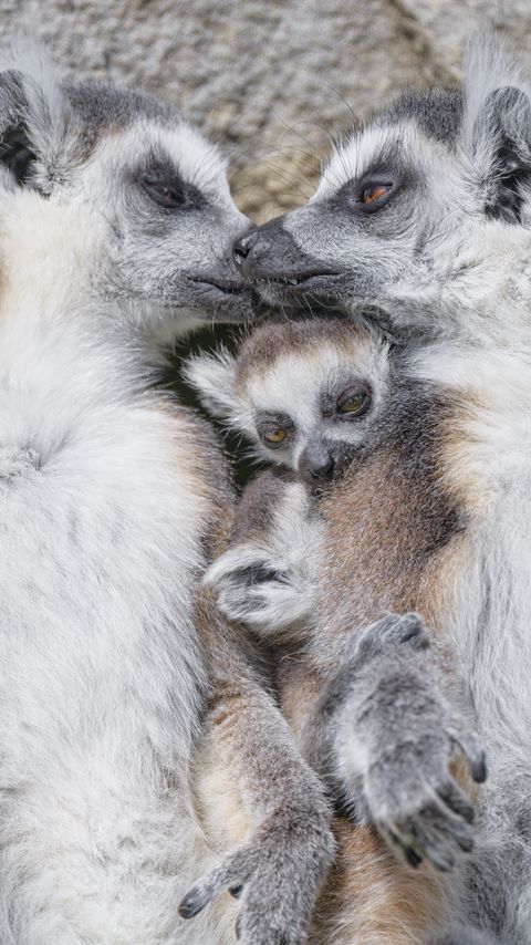 Download wallpaper 2160x3840 lemurs, animals, family, love samsung galaxy s4, s5, note, sony xperia z, z1, z2, z3, htc one, lenovo vibe hd background