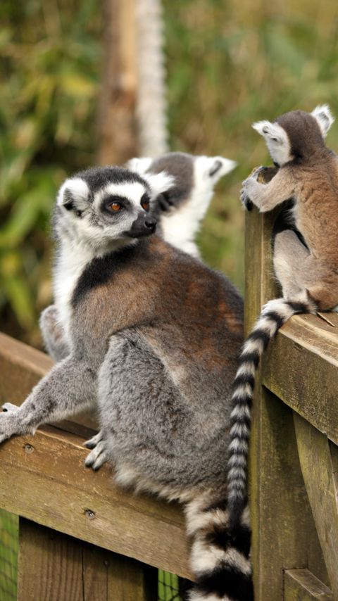 Download wallpaper 2160x3840 lemurs, animals, glance, family, mom, cub samsung galaxy s4, s5, note, sony xperia z, z1, z2, z3, htc one, lenovo vibe hd background