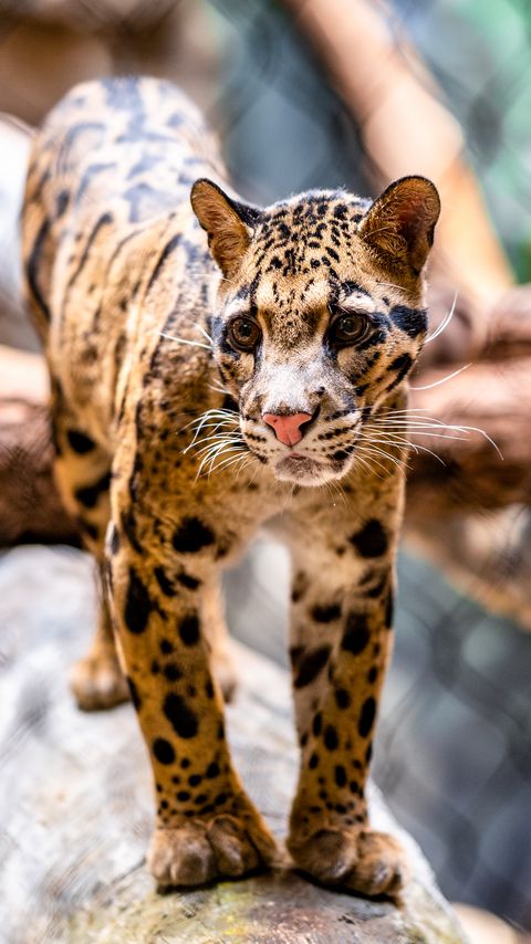 Download wallpaper 2160x3840 leopard, glance, animal, predator, big cat samsung galaxy s4, s5, note, sony xperia z, z1, z2, z3, htc one, lenovo vibe hd background