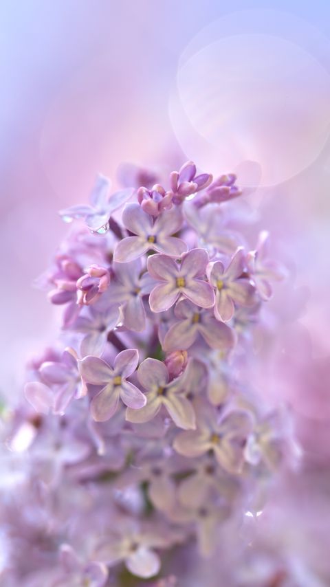 Download wallpaper 2160x3840 lilac, flowers, macro, purple, delicate samsung galaxy s4, s5, note, sony xperia z, z1, z2, z3, htc one, lenovo vibe hd background