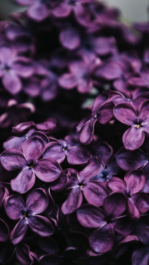 Download wallpaper 2160x3840 lilac, flowers, macro, purple samsung galaxy s4, s5, note, sony xperia z, z1, z2, z3, htc one, lenovo vibe hd background