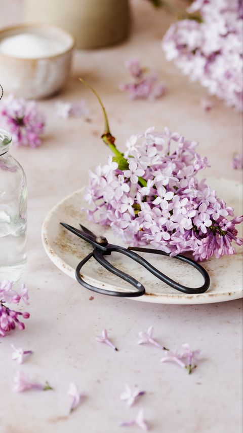 Download wallpaper 2160x3840 lilac, flowers, scissors samsung galaxy s4, s5, note, sony xperia z, z1, z2, z3, htc one, lenovo vibe hd background