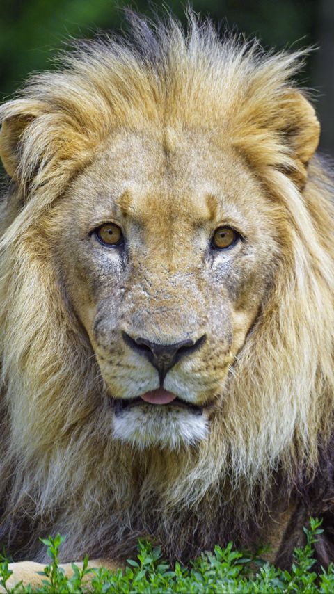 Download wallpaper 2160x3840 lion, animal, glance, protruding tongue, big cat, funny samsung galaxy s4, s5, note, sony xperia z, z1, z2, z3, htc one, lenovo vibe hd background