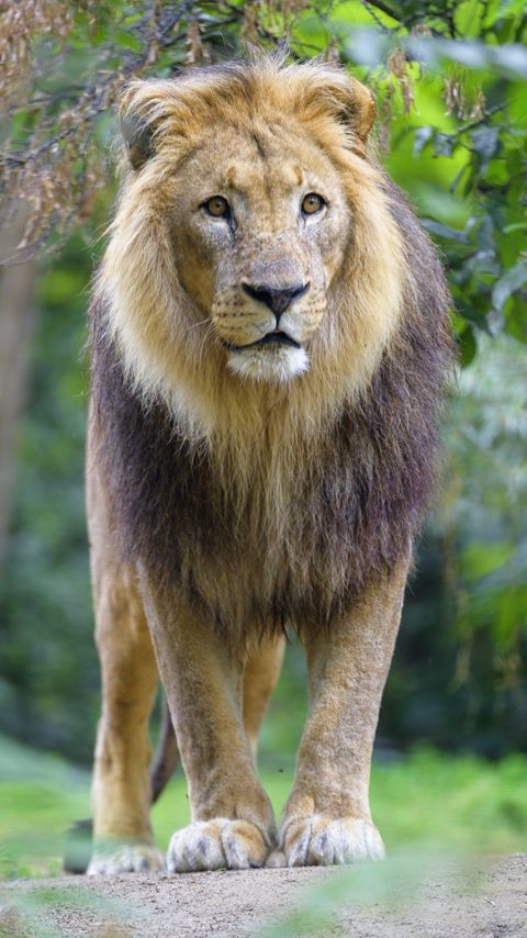 Download wallpaper 2160x3840 lion, animal, predator, mane, glance, big cat samsung galaxy s4, s5, note, sony xperia z, z1, z2, z3, htc one, lenovo vibe hd background