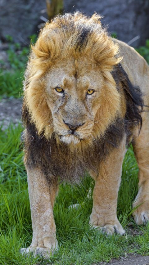 Download wallpaper 2160x3840 lion, predator, animal, glance, big cat samsung galaxy s4, s5, note, sony xperia z, z1, z2, z3, htc one, lenovo vibe hd background