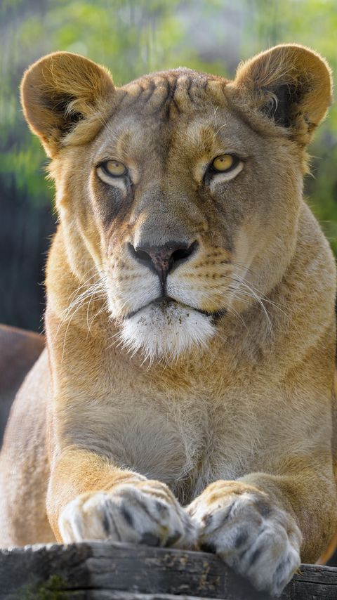 Download wallpaper 2160x3840 lioness, animal, predator, glance, big cat samsung galaxy s4, s5, note, sony xperia z, z1, z2, z3, htc one, lenovo vibe hd background