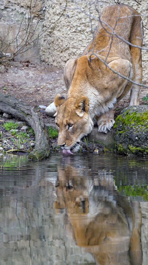 Download wallpaper 2160x3840 lioness, animal, predator, protruding tongue, water, reflection samsung galaxy s4, s5, note, sony xperia z, z1, z2, z3, htc one, lenovo vibe hd background