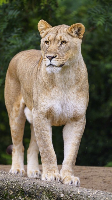 Download wallpaper 2160x3840 lioness, animal, predator, big cat, glance samsung galaxy s4, s5, note, sony xperia z, z1, z2, z3, htc one, lenovo vibe hd background