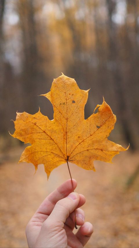 Download wallpaper 2160x3840 maple leaf, leaf, hand, autumn, macro samsung galaxy s4, s5, note, sony xperia z, z1, z2, z3, htc one, lenovo vibe hd background