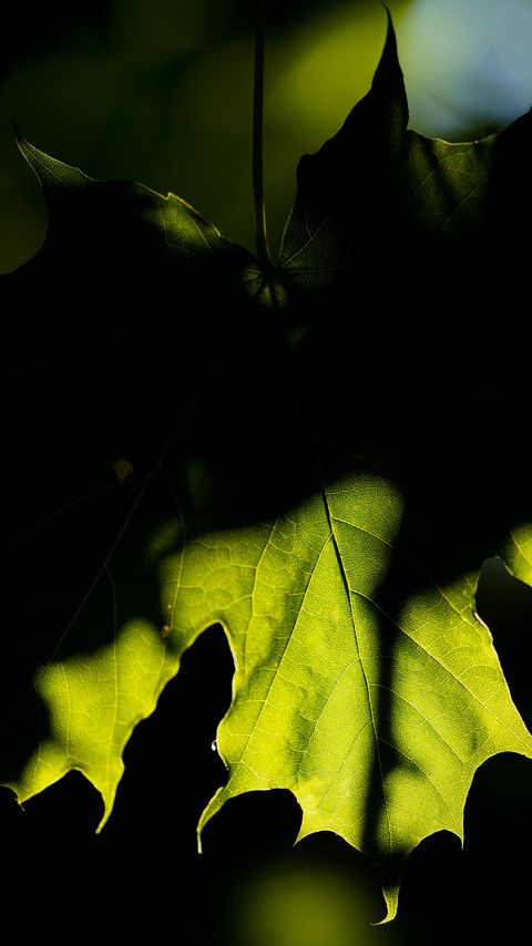 Download wallpaper 2160x3840 maple, leaf, shadow, macro, green samsung galaxy s4, s5, note, sony xperia z, z1, z2, z3, htc one, lenovo vibe hd background