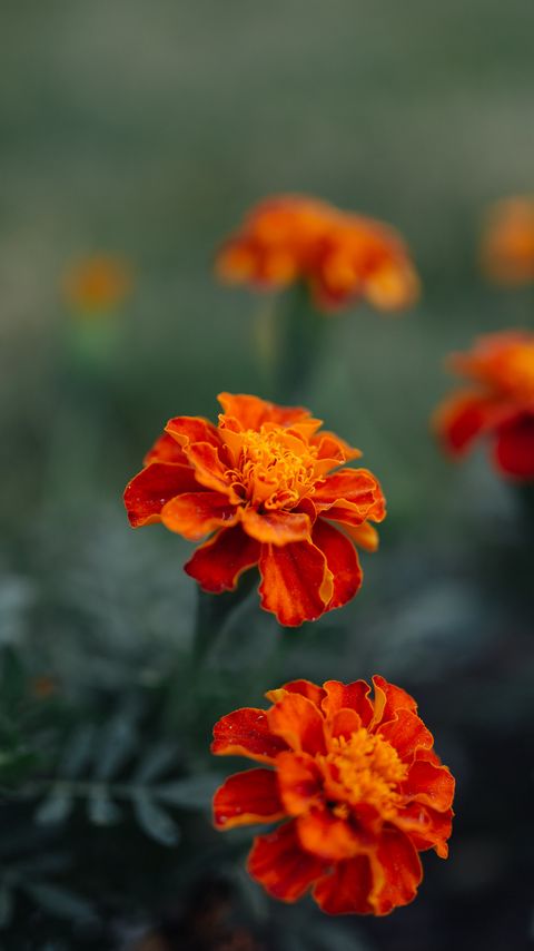 Download wallpaper 2160x3840 marigolds, flowers, plant, summer samsung galaxy s4, s5, note, sony xperia z, z1, z2, z3, htc one, lenovo vibe hd background