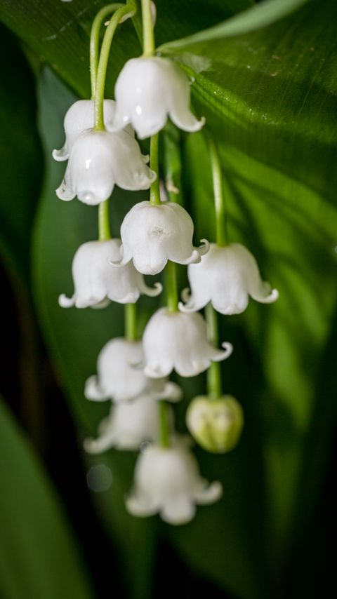 Download wallpaper 2160x3840 may-lily, flower, white, macro, wet samsung galaxy s4, s5, note, sony xperia z, z1, z2, z3, htc one, lenovo vibe hd background