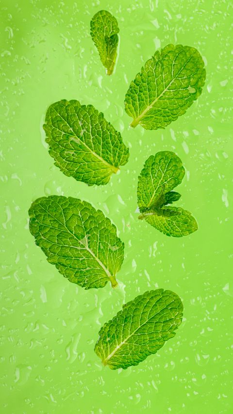 Download wallpaper 2160x3840 mint, leaves, drops, green, macro samsung galaxy s4, s5, note, sony xperia z, z1, z2, z3, htc one, lenovo vibe hd background