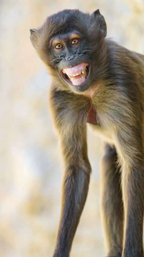 Download wallpaper 2160x3840 monkey, animal, glance, smile, funny, positive samsung galaxy s4, s5, note, sony xperia z, z1, z2, z3, htc one, lenovo vibe hd background