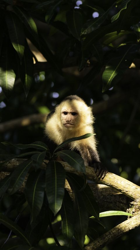 Download wallpaper 2160x3840 monkey, animal, tree, branches, wildlife samsung galaxy s4, s5, note, sony xperia z, z1, z2, z3, htc one, lenovo vibe hd background