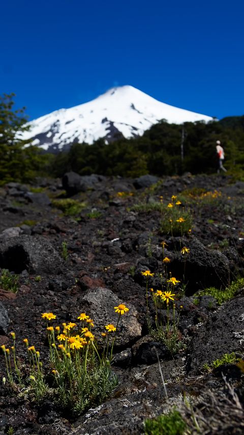 Download wallpaper 2160x3840 mountain, flowers, stones, landscape samsung galaxy s4, s5, note, sony xperia z, z1, z2, z3, htc one, lenovo vibe hd background