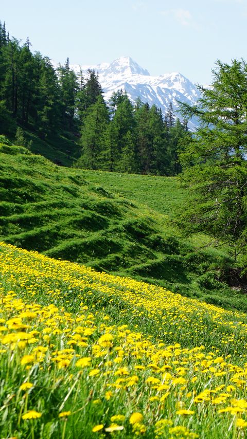 Download wallpaper 2160x3840 mountains, slope, flowers, trees, summer, landscape, nature samsung galaxy s4, s5, note, sony xperia z, z1, z2, z3, htc one, lenovo vibe hd background