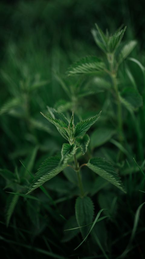 Download wallpaper 2160x3840 nettle, plant, leaves, macro, green samsung galaxy s4, s5, note, sony xperia z, z1, z2, z3, htc one, lenovo vibe hd background