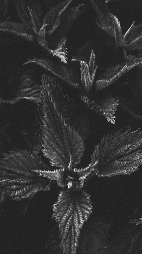 Download wallpaper 2160x3840 nettle, plant, leaves, macro, black and white, bw samsung galaxy s4, s5, note, sony xperia z, z1, z2, z3, htc one, lenovo vibe hd background