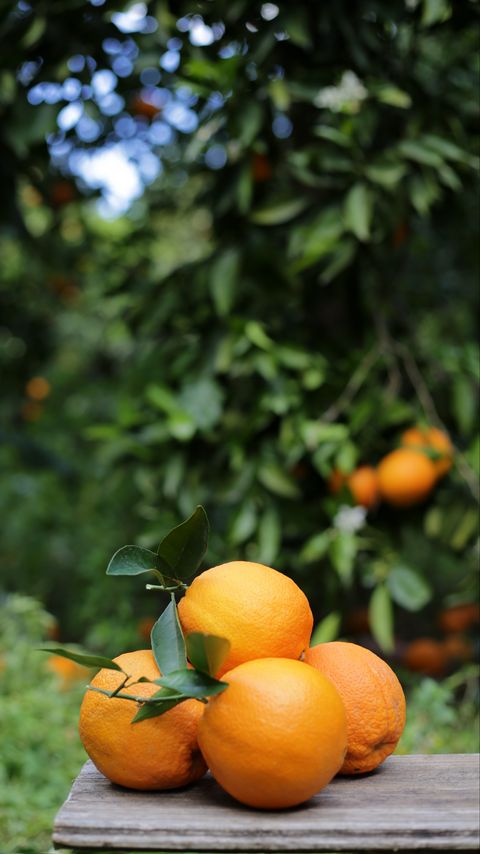 Download wallpaper 2160x3840 oranges, fruits, citrus, harvest samsung galaxy s4, s5, note, sony xperia z, z1, z2, z3, htc one, lenovo vibe hd background