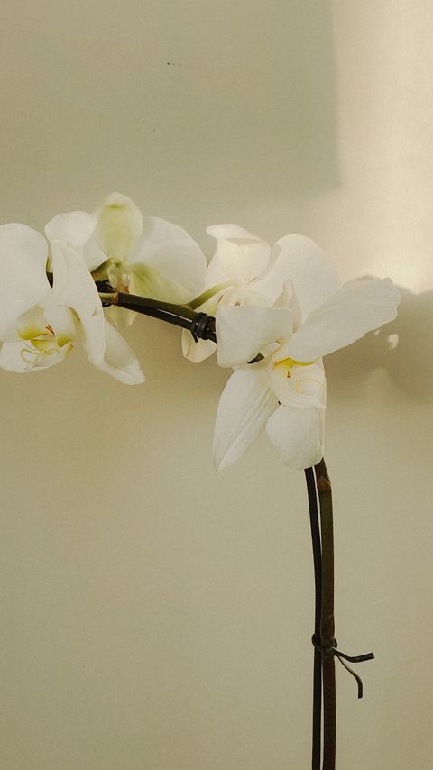 Download wallpaper 2160x3840 orchid, flowers, white, plant, bloom samsung galaxy s4, s5, note, sony xperia z, z1, z2, z3, htc one, lenovo vibe hd background