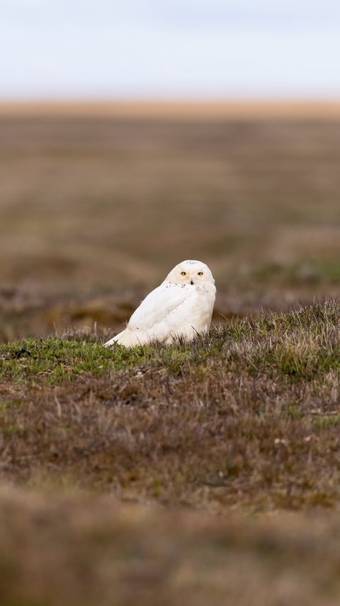 Download wallpaper 2160x3840 owl, bird, field, wildlife samsung galaxy s4, s5, note, sony xperia z, z1, z2, z3, htc one, lenovo vibe hd background